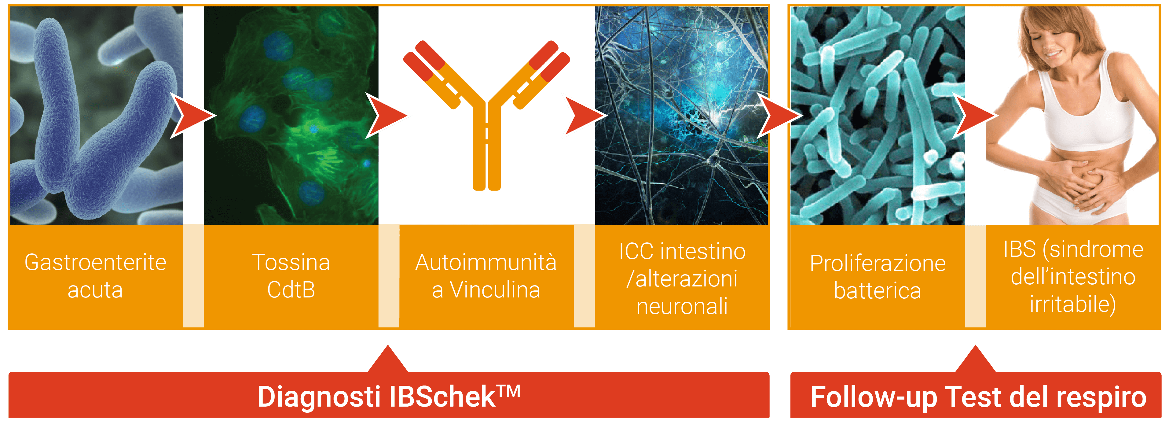 ibscheck